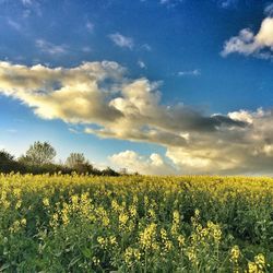 Scenic view of field against sky