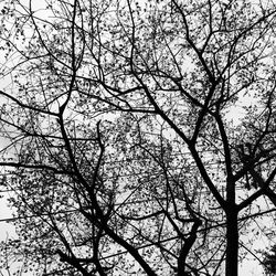 Low angle view of silhouette tree against sky