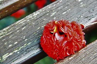 Close-up of red rose on wooden plank