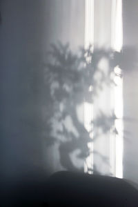 Close-up of window