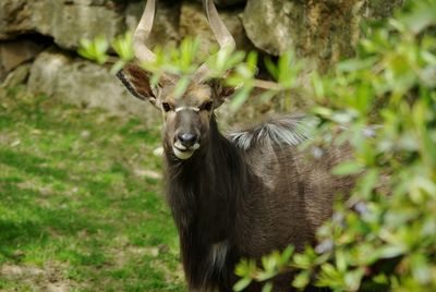 Portrait of kudu on field