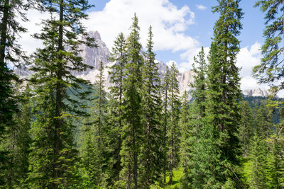 Trees and mountains in italian dolomites