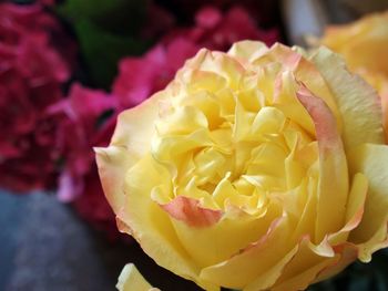 Close-up of pink rose