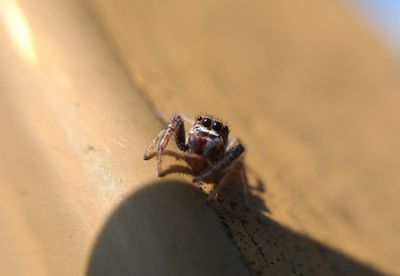 Close-up of spider