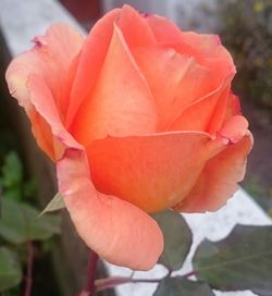 Close-up of red rose