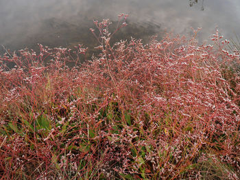 High angle view of plants growing on field