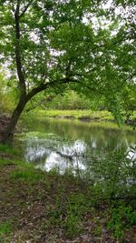 Scenic view of lake in forest