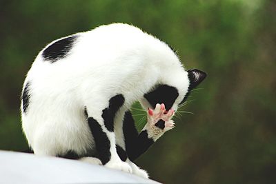 Close-up of cat on surface