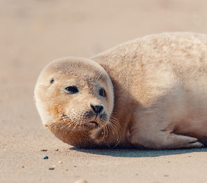 Close-up of animal resting on sand at beach