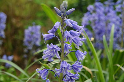 Close-up of purple flowers blooming in park