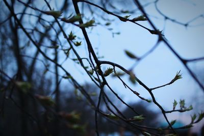 Low angle view of branches against sky