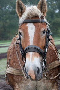 Close-up of a horse