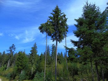 Low angle view of pine trees against sky