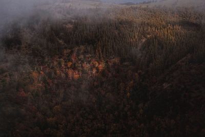 Full frame shot of trees in forest