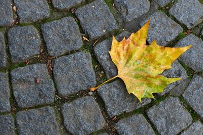 Close-up of yellow maple leaf on cobbled street