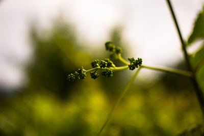 Close-up of plant growing outdoors