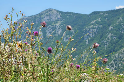 Plants growing in mountains