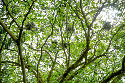 Low angle view of bamboo trees in forest