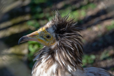 Close-up of a vulture looking away