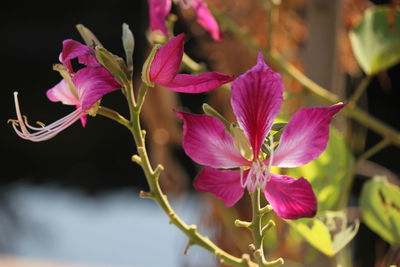 Close-up of pink flowering plant