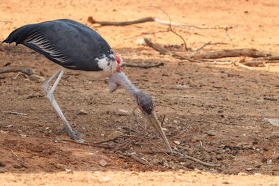 View of a bird on field