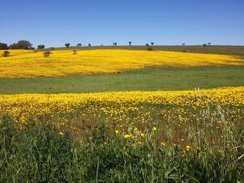 Scenic view of field against clear sky