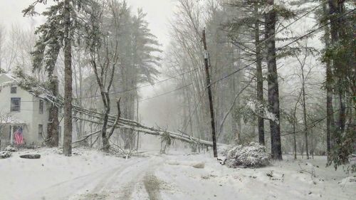 Bare trees on snow covered landscape