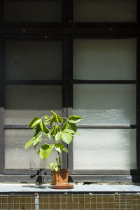 Close-up of plant against window