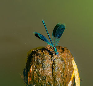 Close-up of insect on leaf