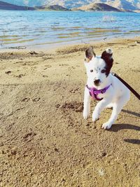 Portrait of dog on beach