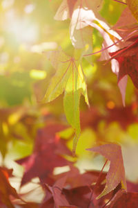 Close-up of leaves on plant