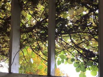 Low angle view of trees in forest