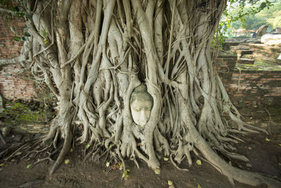 Close-up of buddha statue in tree roots