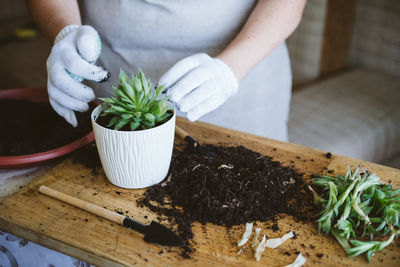 Home garden. how to transplant repot a succulent, propagating succulents. woman gardeners 