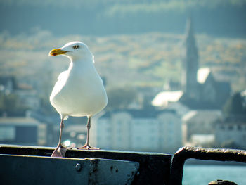 Seagull perching on railing against town