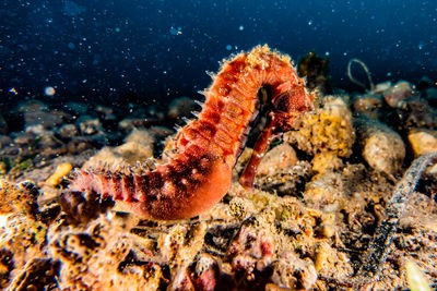 Sea horse in the red sea colorful and beautiful ae