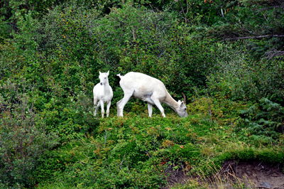 View of sheep standing in grass