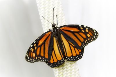 Butterfly on a flower