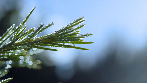 Close-up of plant