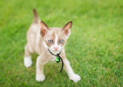Close-up of cat standing on grassy field