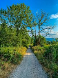 Road amidst trees against sky