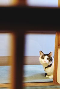 Portrait of cat looking up