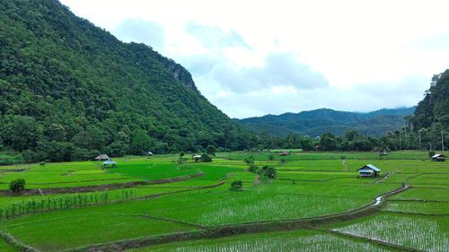 High angle view of rice field against sky