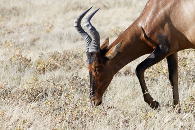 Side view of horse grazing on field