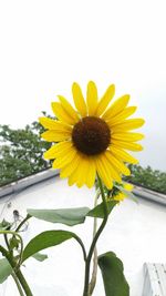 Close-up of fresh sunflower blooming against sky