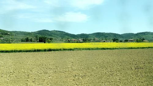 Scenic view of field against sky