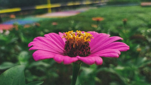 Close-up of pink flower in park