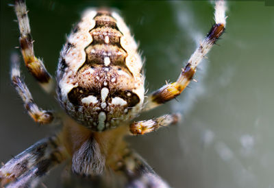 Extreme closeup of european garden spider on spider web
