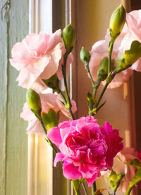 Close-up of pink flowers