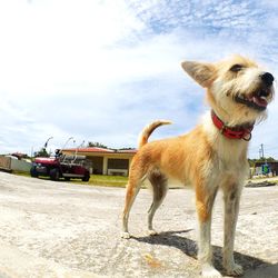 Dog looking away on landscape